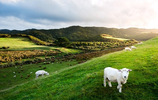 biggest New Zealand Powerball jackpot